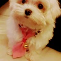 Cucciola Maltese