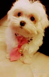 Cucciola Maltese