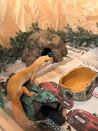 Geco leopardino