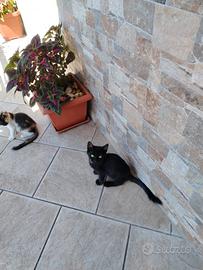 Gattini 4mesi