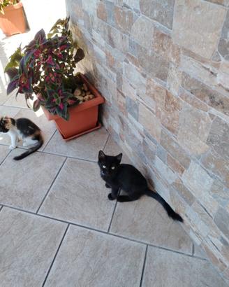 Gattini 4mesi