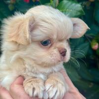 Chihuahua femminuccia