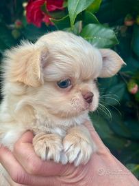 Chihuahua femminuccia