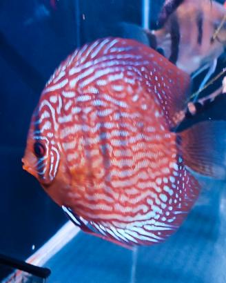 Discus 10 mesi