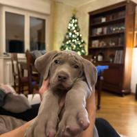 Cucciolo weimaraner