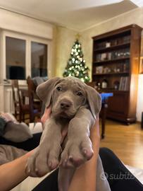 Cucciolo weimaraner