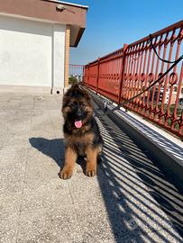 Cuccioli pastore tedesco