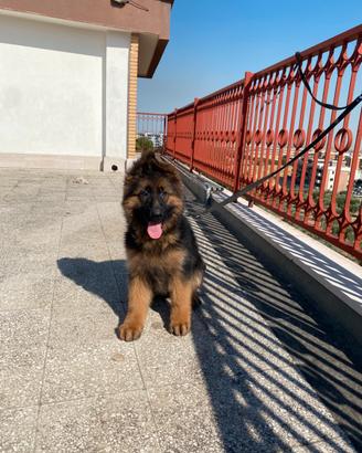 Cuccioli pastore tedesco
