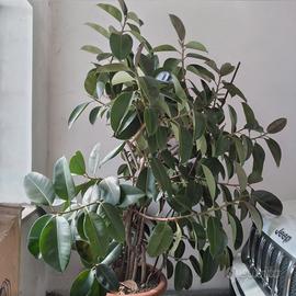 Ficus in vaso