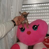 Chiwawa mini toy maschio