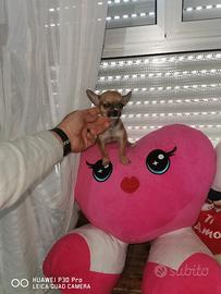 Chiwawa mini toy maschio