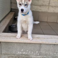 Husky siberiano