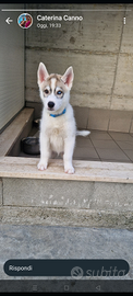 Husky siberiano