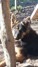 Pastore tedesco femmina pelo lungo pedigree enci