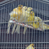 Canarini arricciati del nord