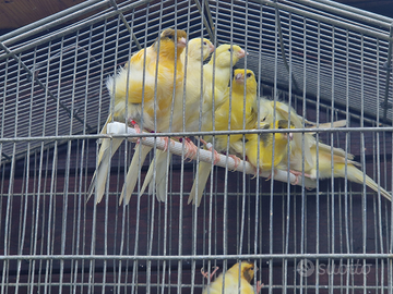 Canarini arricciati del nord