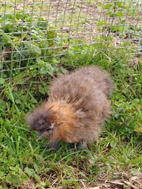 5 pulcinotti moroseta