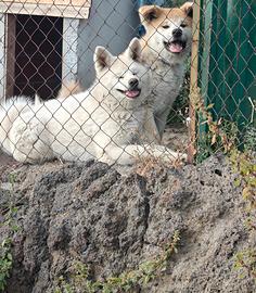 Cuccioli di Akita Inu
