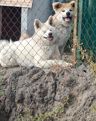 Cuccioli di Akita Inu