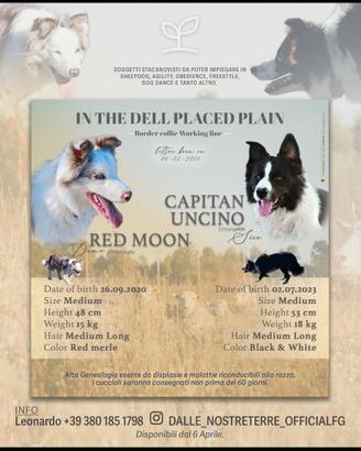 Cuccioli border collie puri