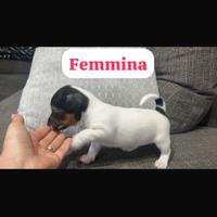 Ultima cucciola di jack Russell 100%originale