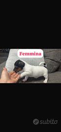 Ultima cucciola di jack Russell 100%originale