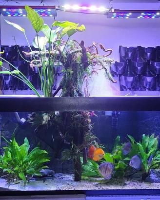 Acquario completo 450L - impianto automatizzato f.