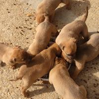 Cuccioli Amstaff