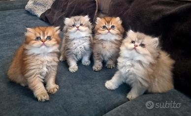 British Longhair