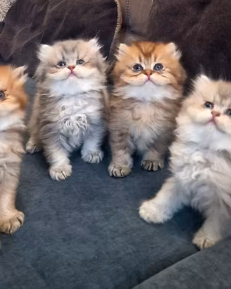 British Longhair