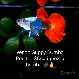 Guppy 