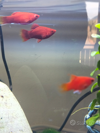 Pesci rossi Platy