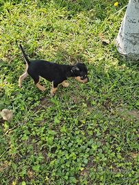 Cuccioli di pinscher