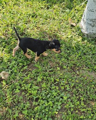 Cuccioli di pinscher