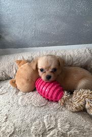 Cuccioli di chihuahua