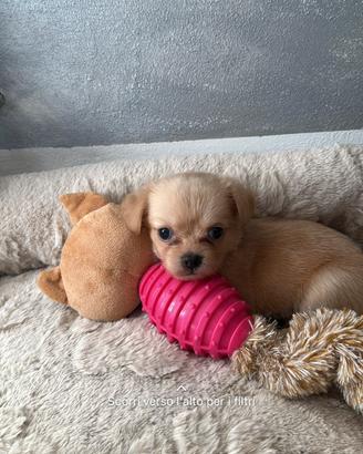 Cuccioli di chihuahua