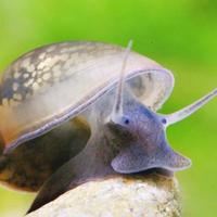 Lumache spazzine physa