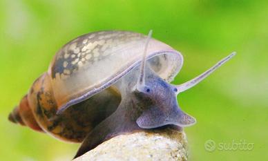 Lumache spazzine physa