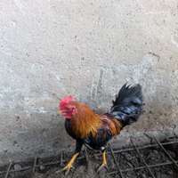 Mericanel della Brianza gallina