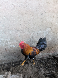 Mericanel della Brianza gallina