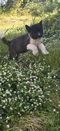 Cucciolo Akita americano
