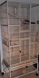 Coppia di petauri con Voliera