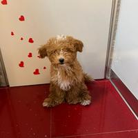 Barboncina nanetta nata il 31/10/2026