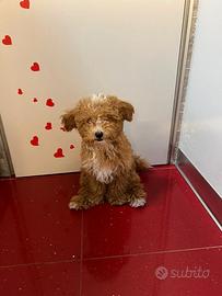 Barboncina nanetta nata il 31/10/2026