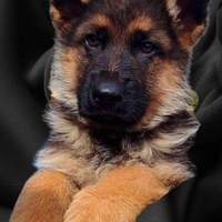 Cuccioli di Pastore Tedesco