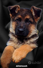 Cuccioli di Pastore Tedesco