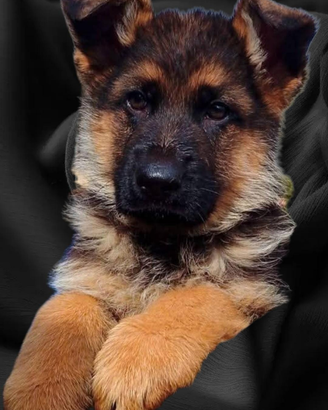 Cuccioli di Pastore Tedesco