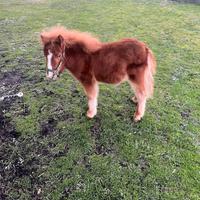 Mini pony maschio