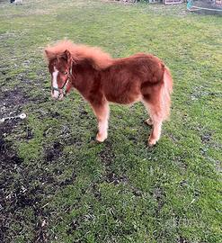 Mini pony maschio