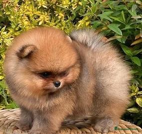 Cuccioli pomerania toy spitz nano fulvo crema